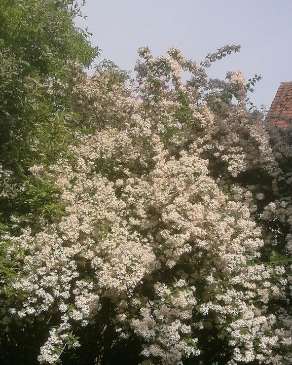 Roseanum Schönbrunn